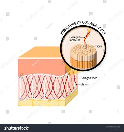 Collagen Fibers Skin Closeup Collagen Molecule Stock Vector (Royalty ...