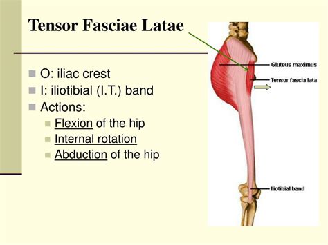 Ppt The Hip Joint Powerpoint Presentation Free Download Id1300984