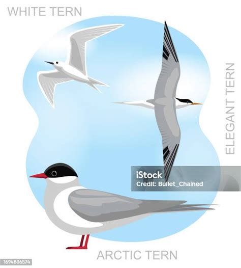 Cute Bird Arctic Tern Set Cartoon Vector Stock Illustration Download