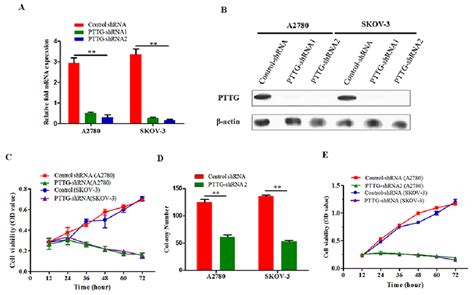 Pttg Knockdown Inhibits Ovarian Cancer Cell Proliferation A After