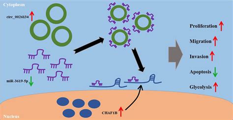 Schematic Model Of The Circ 0026134 MiR36195p CHAF1B Axis In NSCLC