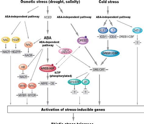 Cross Talk Between Abscisic Acid Dependent And Abscisic Acid Independent Pathways During Abiotic