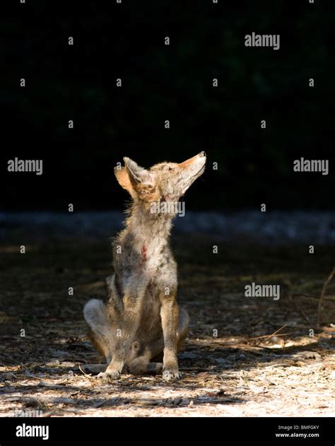 Coyote with Mange Stock Photo - Alamy