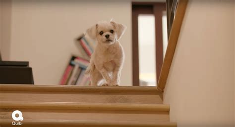 These Are the Famous Dogs Getting Spoiled on Quibi's 'Barkitecture'