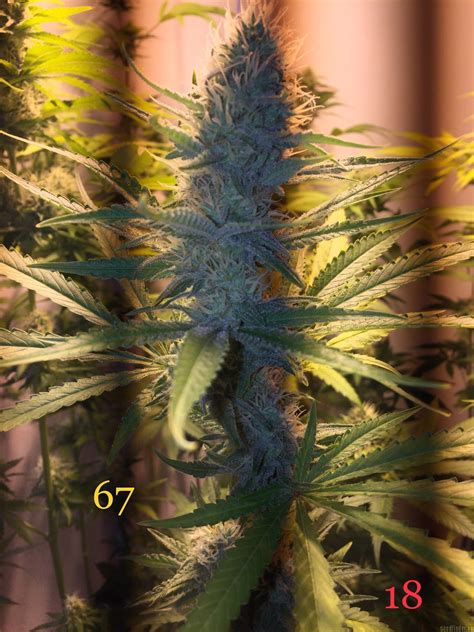 Strain Galerie Special Kush Royal Queen Seeds Pic