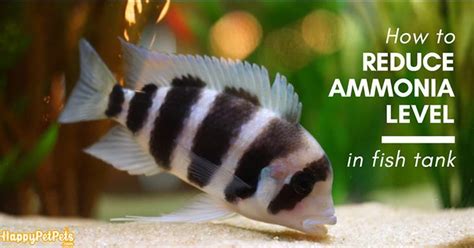 Best Guideline How To Reduce Ammonia In Fish Tank