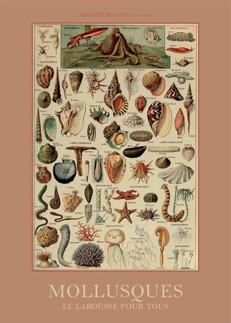 Mollusques Adolphe Millot Naturkunst Plakater Med Bløddyr Vintage