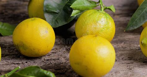 Basket Full of Bergamot Orange Tree on the Table Stock Photo - Image of table, bergamot: 244812278