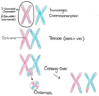 Meiose Und Rekombination Flashcards Quizlet