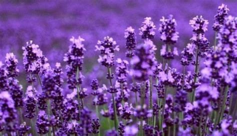 bunga-lavender | JualBenihMurah.com