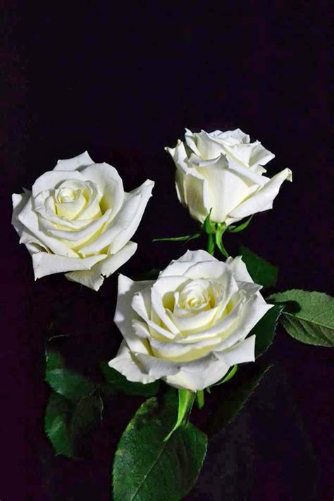 Eskimo Roses - Metropolitan Wholesale | Metropolitan Wholesale