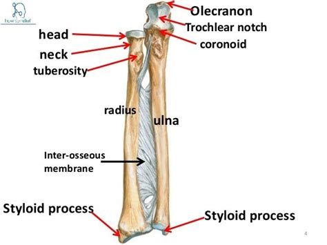 Ulna Anatomy Muscle Attachment Bony Landmark How To Relief Human