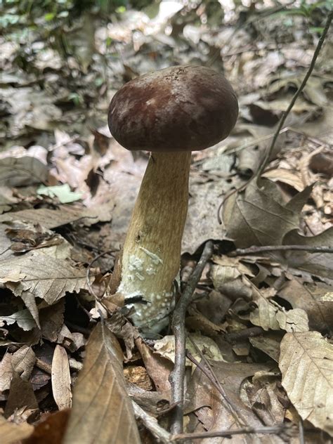 Reddish Brown Bitter Bolete From Crawford County Us In Us On August