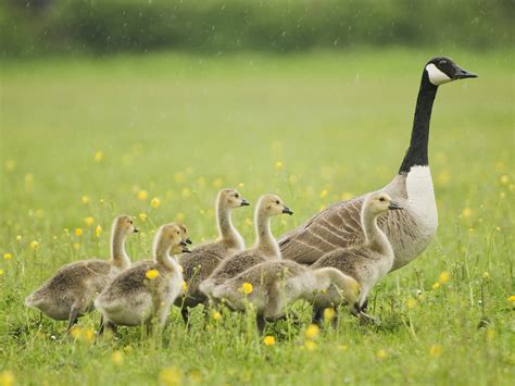 Canada Goose Bird Facts Branta Canadensis Bird Fact