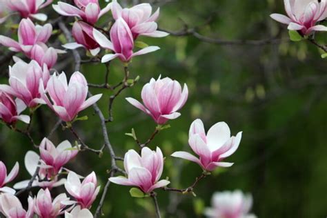 Magnolia Flower Meaning and Symbolism in Everyday Lives