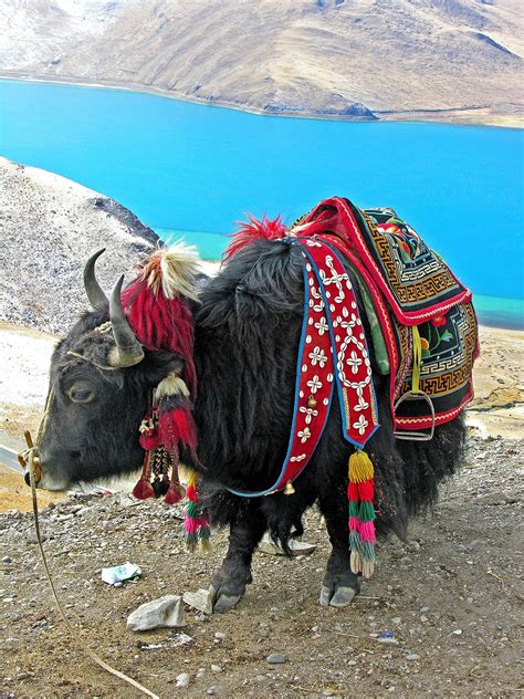 Tibet 5811 Tibetan Yak All Dressed Up Tibet Nepal Himalayas