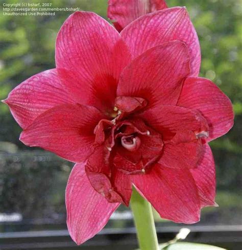 Plantfiles Pictures Amaryllis Pink Nymph Hippeastrum By Bsharf