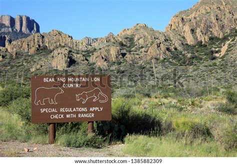 38 Mountain Lion Texas Images, Stock Photos, 3D objects, & Vectors | Shutterstock