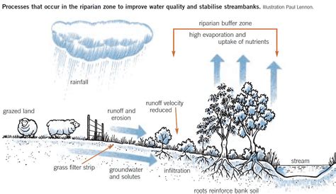 Riparian Margins And Fenced Buffer Strips Teagasc Agriculture And