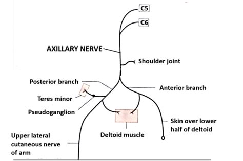 Axillary Nerve Origin Root Value Branches And Distribution