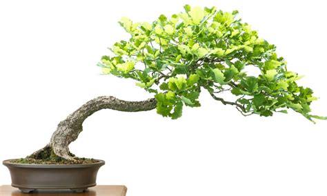 Oak Bonsai Tree A Z Animals