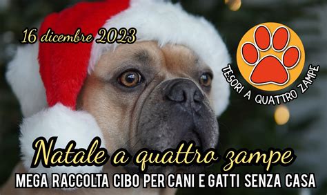 Natale A Quattro Zampe 2023 Torna La Raccolta Cibo Di Tesori A