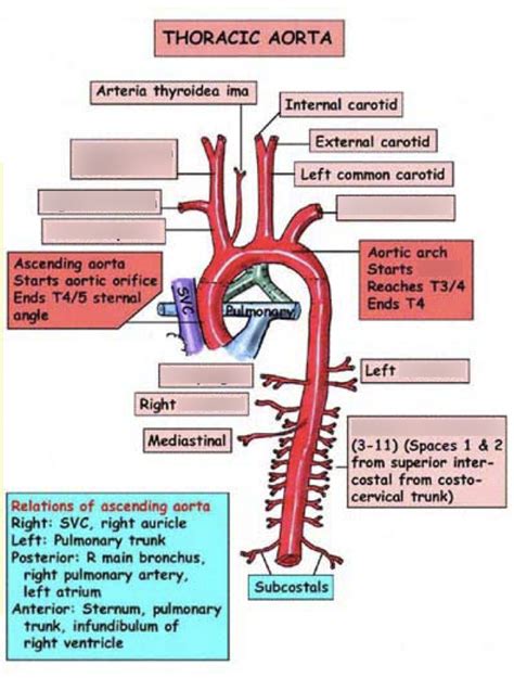 Thoracic Aorta Branches Diagram | Quizlet