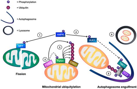 Ampk Activation Induces Mitophagy And Promotes Mitochondrial Fission While Activating Tbk1 In A