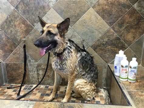 Dog Dry Skin: This is Why Your Dog Has It, Now See What To Do