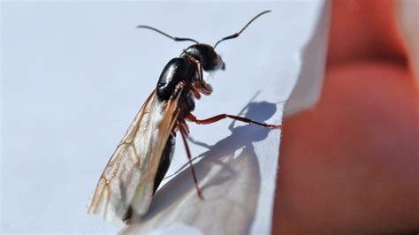 Qu Significa Que Aparezcan Hormigas Voladoras En Casa Mdz Online