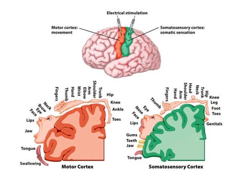 Basic Neuroanatomy Ppt