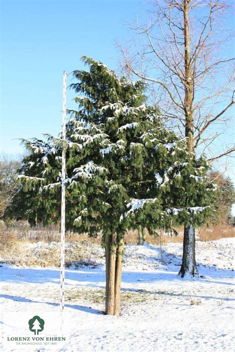 Taxus Baccata Dovastoniana Baumschule Lve