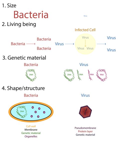 CEBE Blog message Post En qué se diferencia una bacteria de un