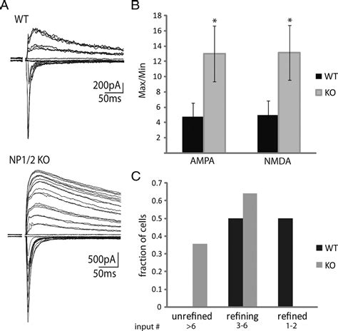 Neuronal Pentraxins Mediate Silent Synapse Conversion In The Developing