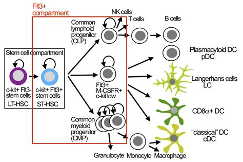 Antigen Presenting Dendritic Cells