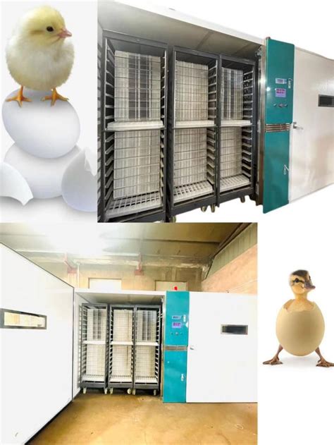 Hatching Rate 98 Large Scale Automatic Chicken Egg Incubator 19200