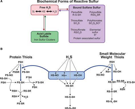 Reactive Sulfur Species Arteriosclerosis Thrombosis And Vascular