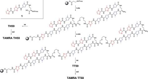 Scheme Solid Phase Synthesis Of Py Im Polyamides Th Tt Tamra