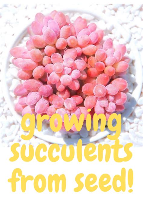 7 Easy Way To Grow Succulents From Seeds A Beginners Guide In 2023