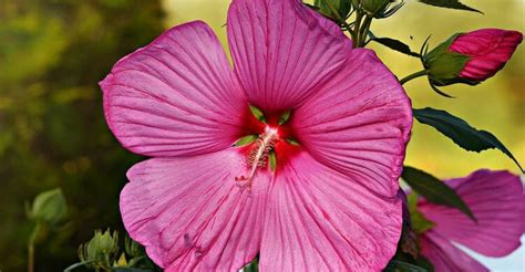 Flor De Hibisco Propiedades Y Beneficios Para La Salud