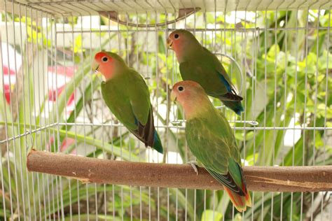 Wattabird Gallery Peach Face African Lovebirds