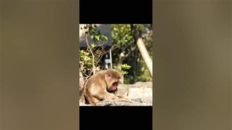 Japanese Macaque Mating Youtube