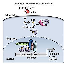 Androgen Receptor Proteopedia Life In D