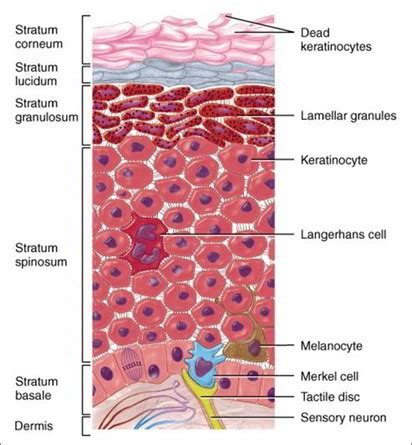 cells  layers   epidermis