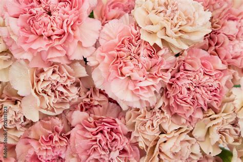 Floral blush and pink carnation flat lay flower background Stock Photo | Adobe Stock