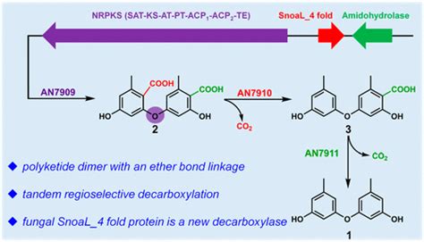 Biosynthesis Of Diphenyl Ethers In Fungi Organic Letters X Mol