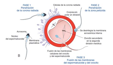 Gemelo Digital Rbol De Tochi Fusion De Las Membranas Celulares Del