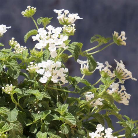 Lantana 'Trailing White' — Green Acres Nursery & Supply