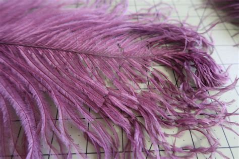 How To Choose Ostrich Feathers Out Of A Portrait