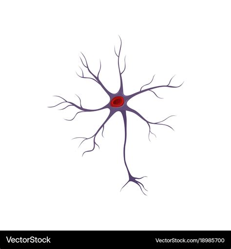 Structure Neuron Nerve Cell Anatomy And Royalty Free Vector